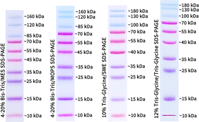 Prestained Protein Marker Ⅹ (1